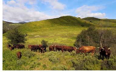 Cows at Live Oak