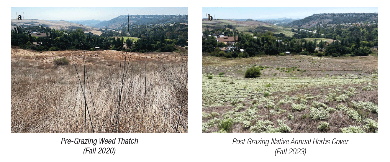 Live Oak before and after